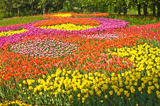istock Field of tulips different colours 456136915