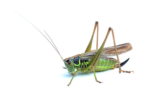 istock Female of grasshopper on white 456155091