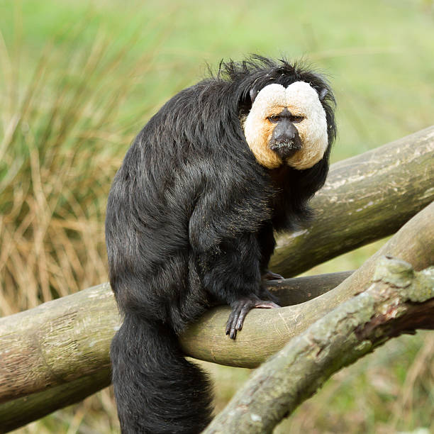 istock Portrait of a white-faced Saki 456155651