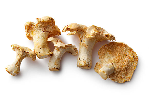 Mushrooms: Hedgehog Mushroom Mushrooms: Hedgehog hedgehog mushroom stock pictures, royalty-free photos & images