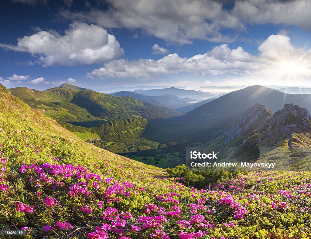 Magic pink rhododendron flowers in summer mountain Animal Wildlife Stock Photo