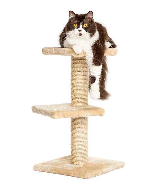 istock Front view of British longhair lying on a cat tree 456241997
