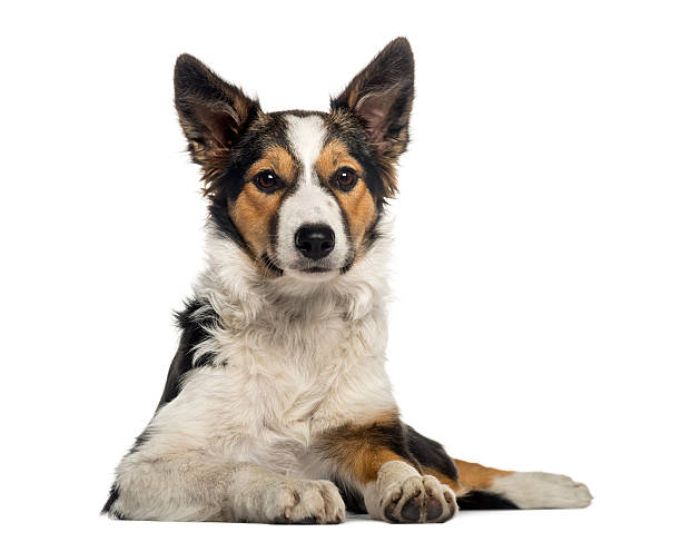 istock Front view of Border Collie lying, looking at the camera 456242015