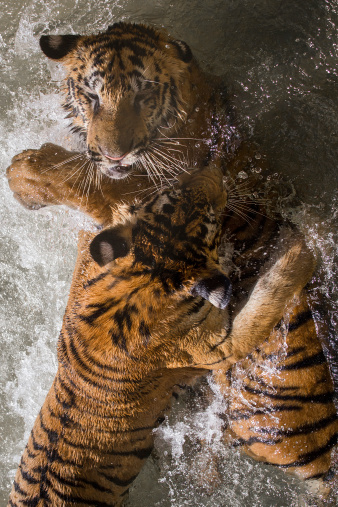 Tigers boxing in water
