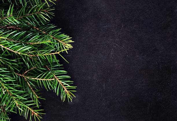 istock Christmas Tree Branch on Blackboard with copy space for greeting 456244849