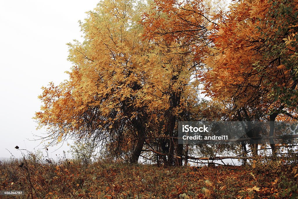 Wald - Lizenzfrei Baum Stock-Foto