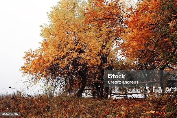 Wald Stockfoto und mehr Bilder von Baum - Baum, Fotografie, Headwaters-Wald
