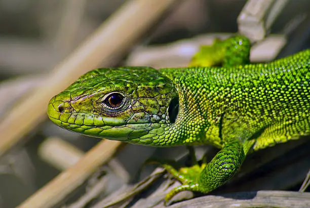 Photo of Green Lizard (Lacerta bilineata)