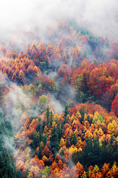 istock aerial view of forest in autumn 456463023