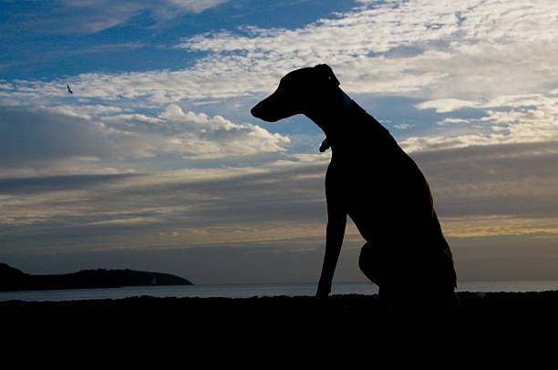 istock silhouette of a whippet dog on the beach 456480737