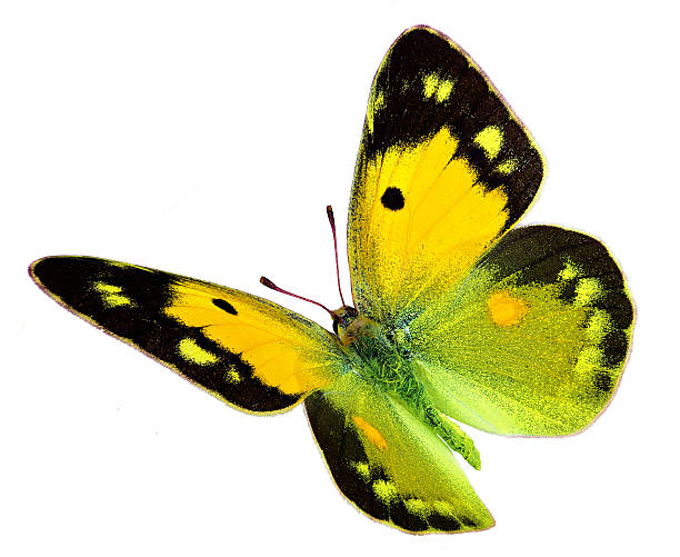 Clouded Yellow butterfly (Colias croceus) in flight Yellow clouded butterfly (Colias croceus) in flight butterfly colias hyale stock pictures, royalty-free photos & images