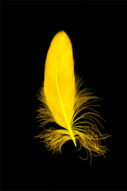Yellow Feather Isolated On Black Background Stock Photo - Download Image  Now - Feather, Yellow, Decoration - iStock