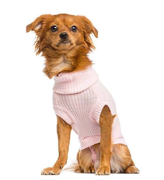 istock Dressed-up Mixed-breed Chihuahua sitting, 10 months old, isolate 456493575