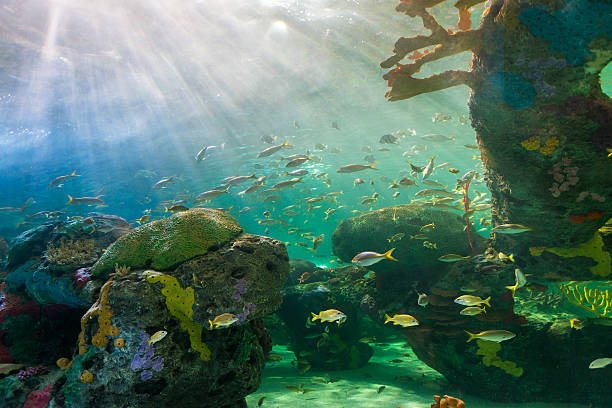 istock Scenes of the coral reef 456495629