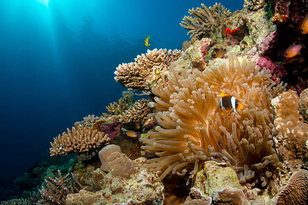 istock Coral Reef and Blue Sea 456500241