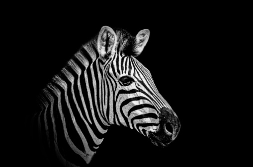 Zebra in black and white, shot against a black background.