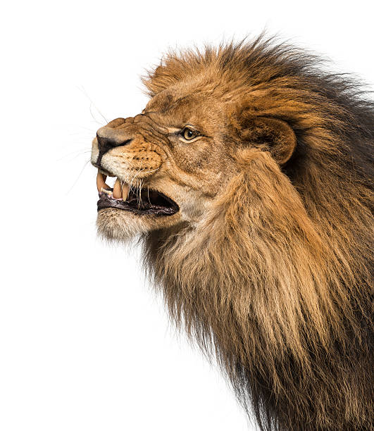 istock Close-up of a Lion's profile, roaring, Panthera Leo 456510647