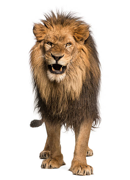 Front view of a Lion roaring, standing, Panthera Leo