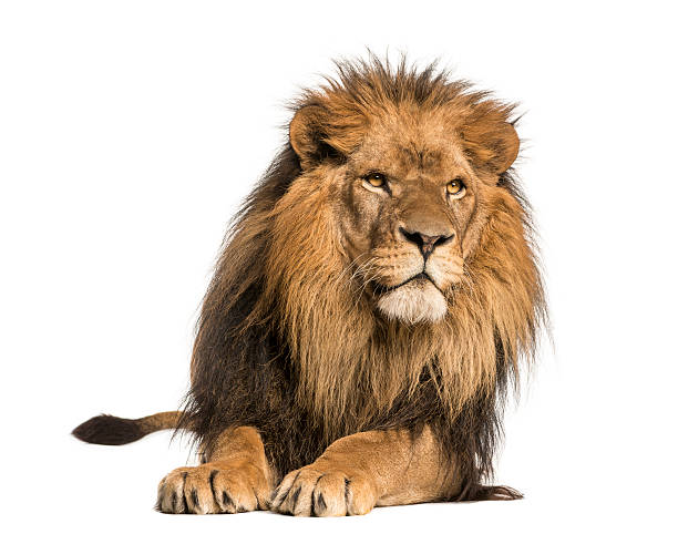 istock Front view of a Lion lying, Panthera Leo, isolated 456510983