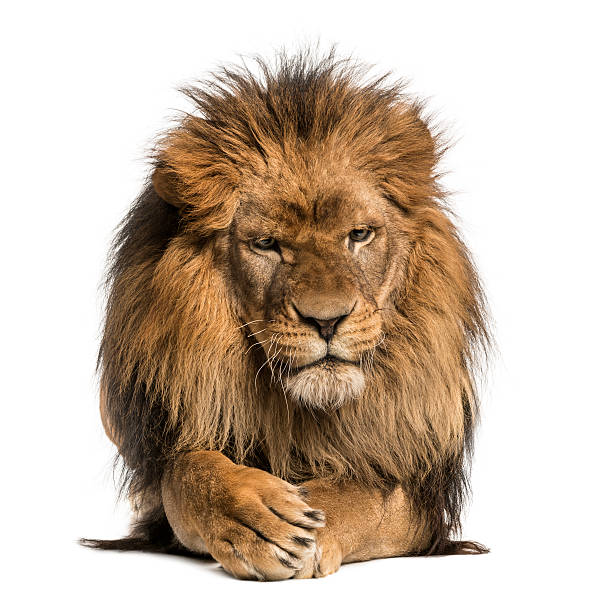 istock Front view of a Lion lying, crossing paws, Panthera Leo 456511983