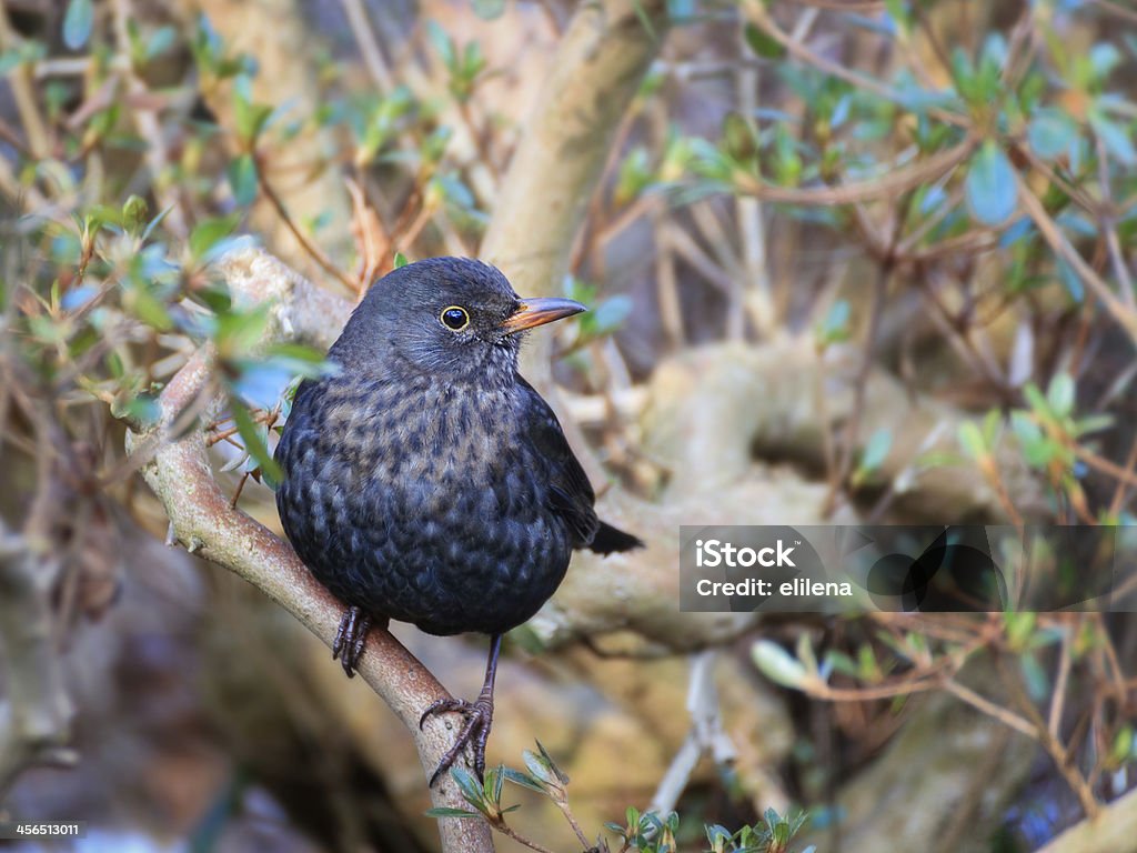 Maschio blackbird tuldus merula in giardino - Foto stock royalty-free di Ambientazione esterna