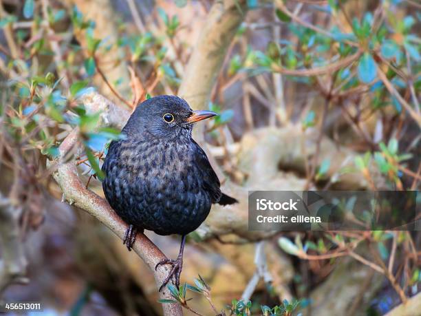 Maschio Blackbird Tuldus Merula In Giardino - Fotografie stock e altre immagini di Ambientazione esterna - Ambientazione esterna, Animale maschio, Animale selvatico
