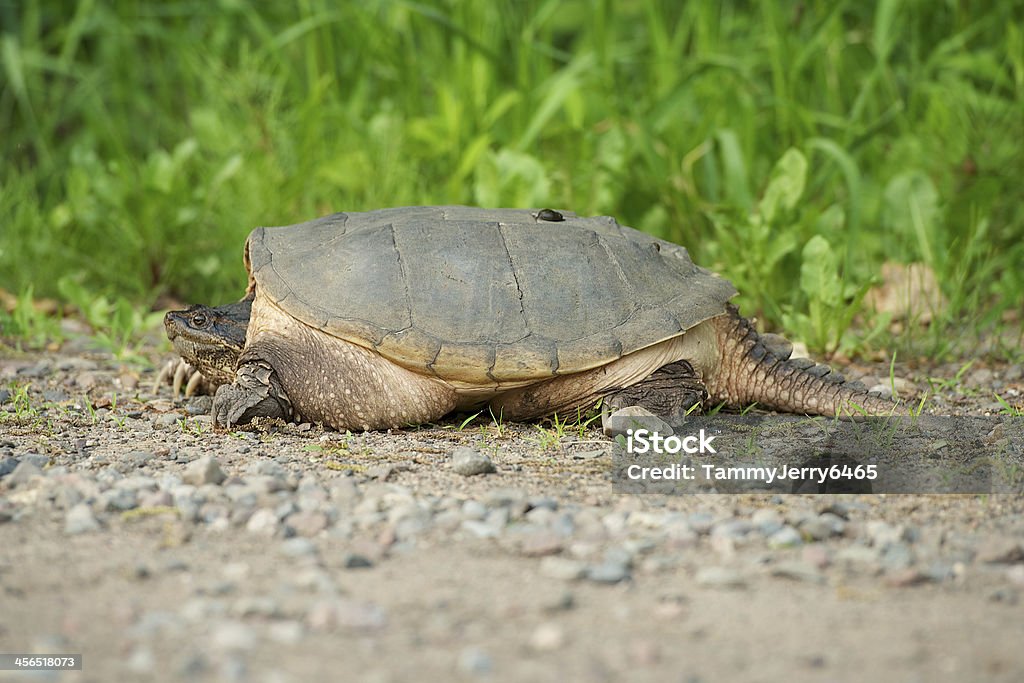 Snapping Turtle Shell Side View Side View Of A Snapping Turtle Stock Photo - Download Image Now ...