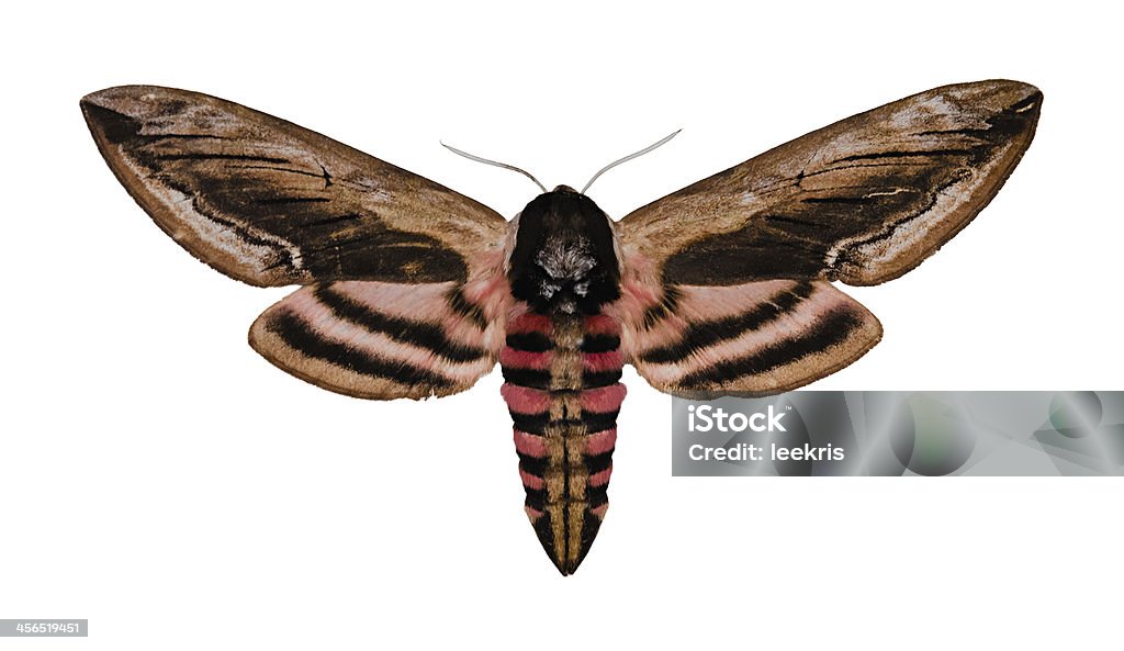 Ligustr Hawk Moth - Zbiór zdjęć royalty-free (Zawisak tawulec)