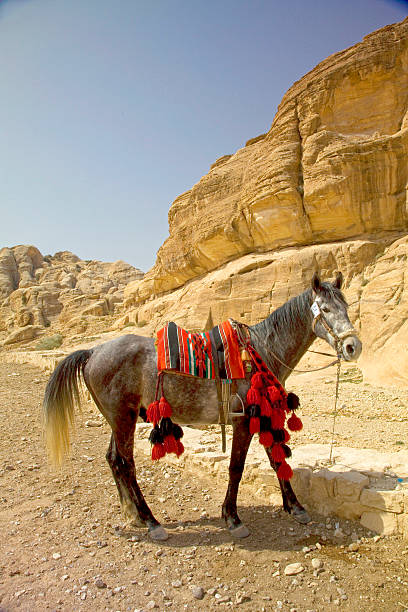 istock Horse, Siq, Petra, Jordan. 456520203