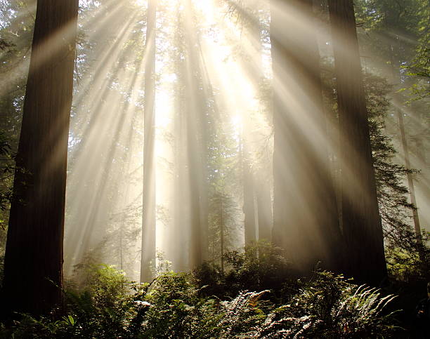 istock Morning Sunlight Through Redwoods in California 456527495