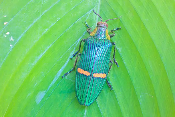insect on leaf from Thailand,  jewel beetle Catoxantha opulenta