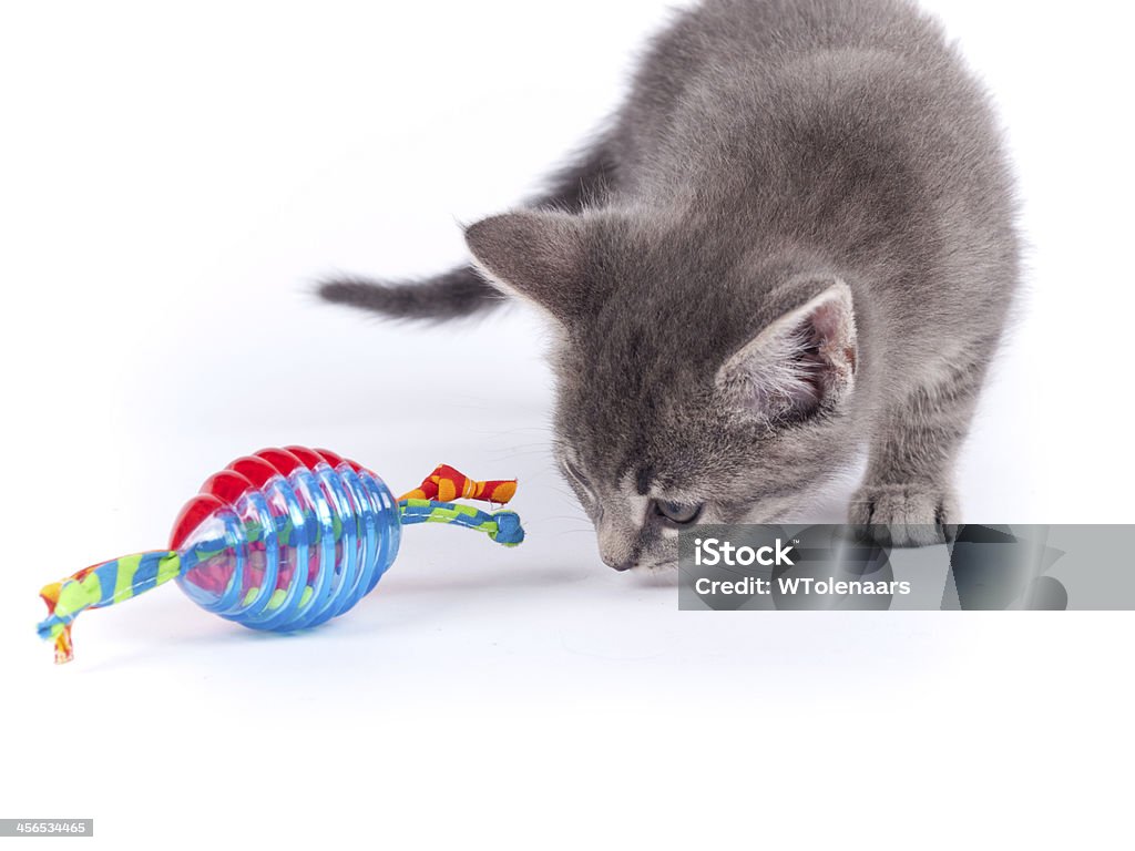 Young nine weeks old fluffy grey striped kitten over white Young nine weeks old fluffy grey striped kitten over white with a cat toy Cat's Toy Stock Photo