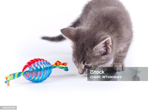 Young Nine Weeks Old Fluffy Grey Striped Kitten Over White Stock Photo - Download Image Now