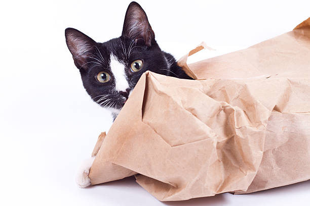 istock Black cat in a paper bag on white background 456536553