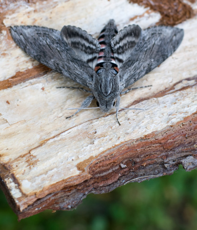 The Convolvulus Hawk-moth, Agrius convolvuli, is native to the palearctic of eastern Asia. It most often occurs in late summer and autumn, usually with influxes of other migrant species, when it turns up in light traps and feeding at garden flowers, especially those of the tobacco plant (Nicotiana). A large attractive species, frequently seen in gardens around dusk, visiting flowers such as Nicotiana, Petunia and other similar plants.