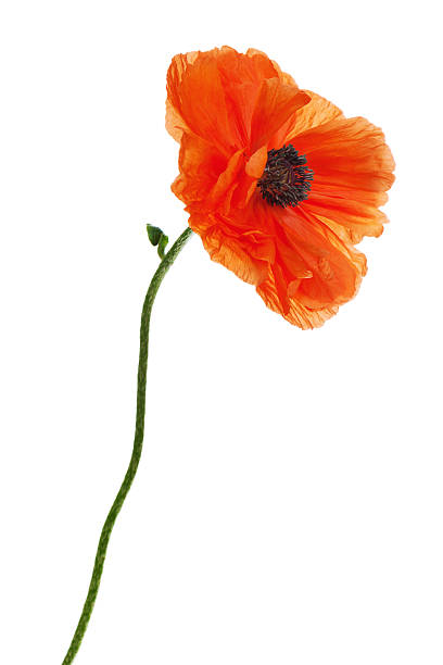 istock Single poppy isolated on white background. 456539819