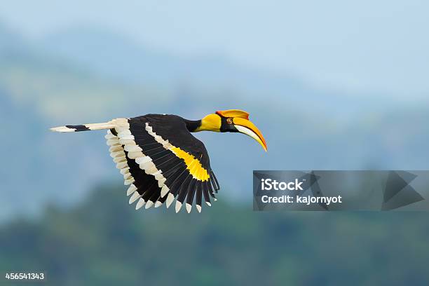 Great Hornbill Stock Photo - Download Image Now - Great Hornbill, Animal, Animal Wildlife