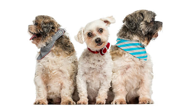 istock Group of dogs sitting in a row, isolated on white 456544299