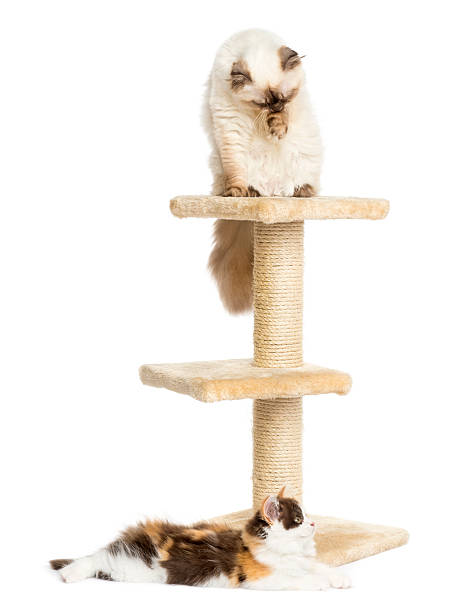 istock Highland fold and straight kitten on a cat tree, isolated 456544507