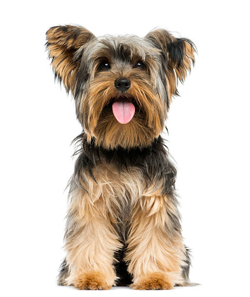 Front view of a Yorkshire Terrier sitting, panting Front view of a Yorkshire Terrier sitting, panting, 9 months old, isolated on white lap dog photos stock pictures, royalty-free photos & images