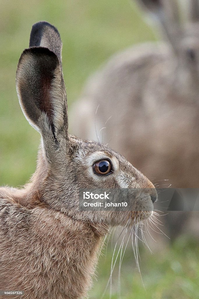Hare profile Hare profile in the wild. Animal Stock Photo