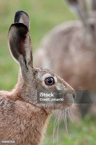 Hare Profile Stock Photo - Download Image Now - Animal, Animal Wildlife, Animals In The Wild