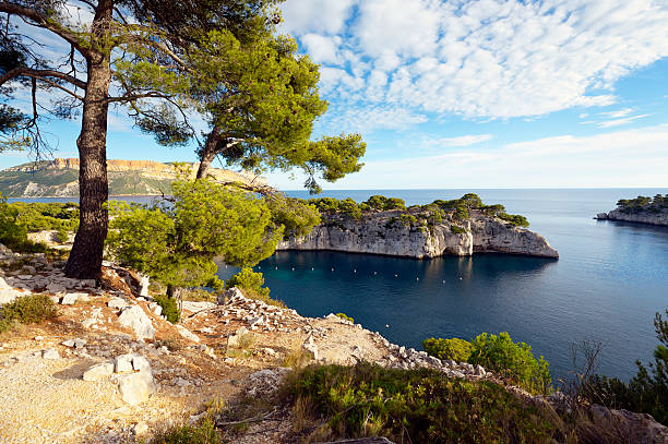 Pine Tree above the famous \