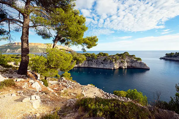 Pine Tree above the famous "Calanques de Cassis" at French Riviera close to Marseille.