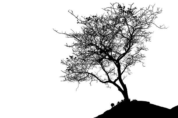 beautiful tree silhouette and white background stock photo