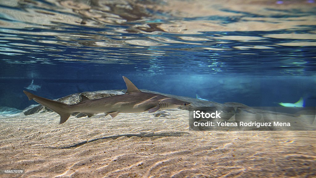 Shark or sharks on its environment Sharks are a group of fish characterized by a cartilaginous skeleton, five to seven gill slits on the sides of the head, and pectoral fins that are not fused to the head. Animal Stock Photo