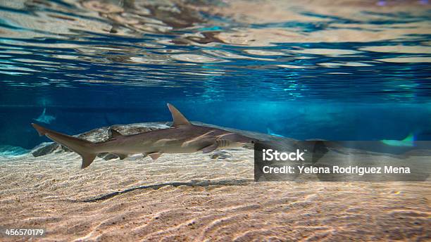 Shark Or Sharks On Its Environment Stock Photo - Download Image Now - Animal, Animal Teeth, Animal Wildlife