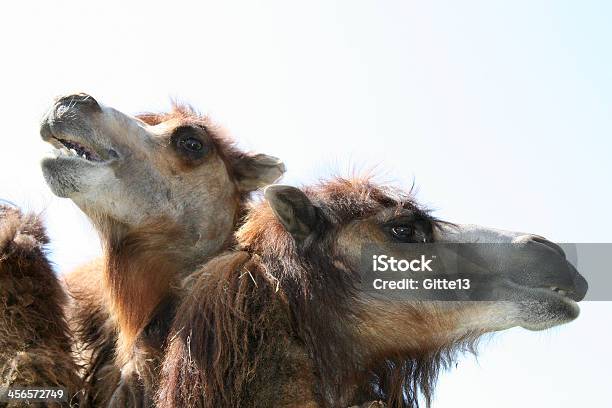 Camellos Foto de stock y más banco de imágenes de Amarillo - Color - Amarillo - Color, Animal, Animales en cautiverio