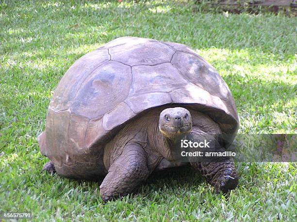 Tortise Tartaruga Di Terra Gigante - Fotografie stock e altre immagini di Acqua - Acqua, Ambientazione esterna, Animale