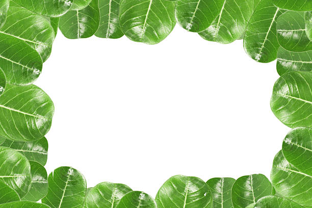 istock Green leaves border over white 456583803